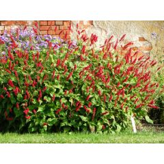 Rdest himalajski 'JS Caliente'